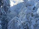 Sans Savon Winter Gift Card